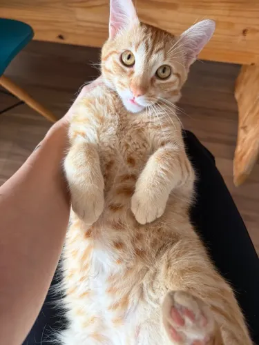 Doa-se gatinho macho