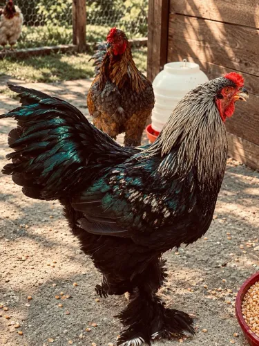 Galo Brahma darck