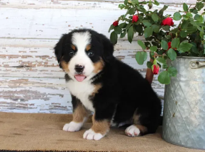 Bernese Mountain Dog,Bernese Mountain Dog Filhote Pronto Para Novo Lar
