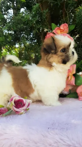 Linda Baby Shih-tzu ja sendo educada entrego vacinada e higienização e entrega gratuita.