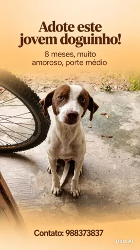 Um jovem de 8 meses,pra adoção.