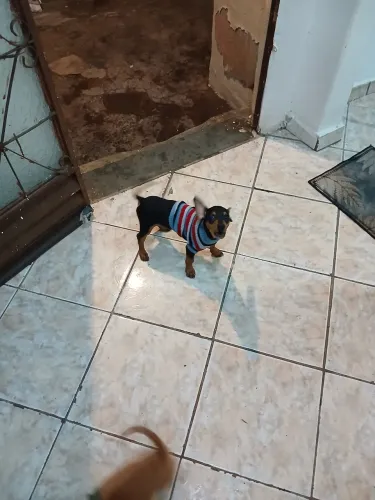 Pincher 01 com mais ou menos 3 meses e meio...ja vermifugado e com 2 doses da vacina ja