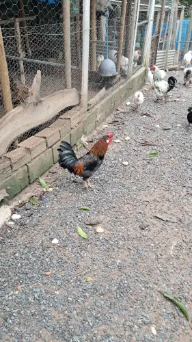 Vendo galinho modelado lindo.