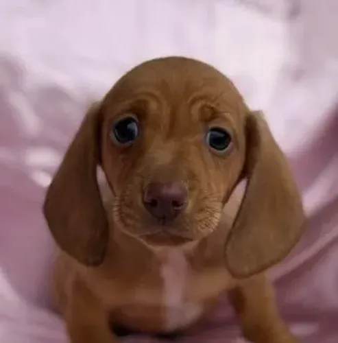 Dachshund,Dachshund Filhote Linda Linhagem Disponível