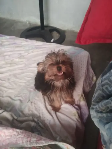 Filhote de yorkshire de 3 meses linda ?