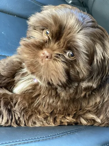 Shih tzu chocolate