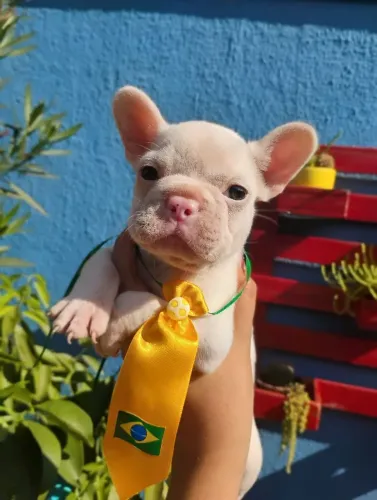 Filhote de Bulldog francês