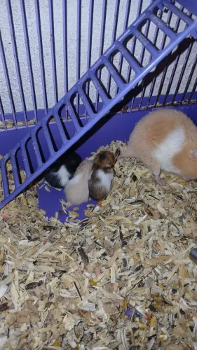 Hamster ? sírio