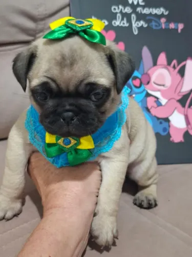 PUG FEMEA LINHAGEM NABUCO COM PEDIGREE