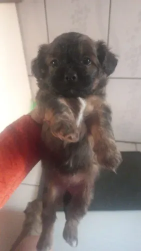 Filhote fêmea de mãe SRD porte pequeno com pai Shit su puro