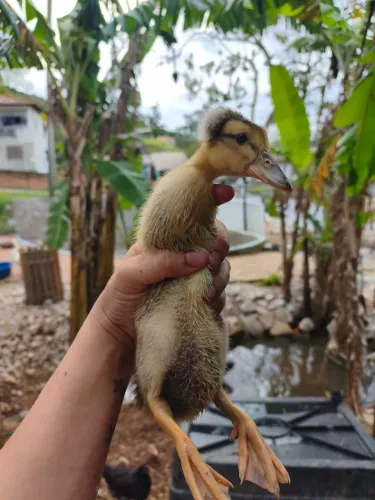 Marreco com e sem pompom