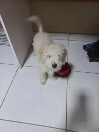 Poodle Macho 