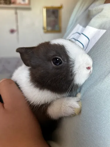 Mini Coelho Holandês