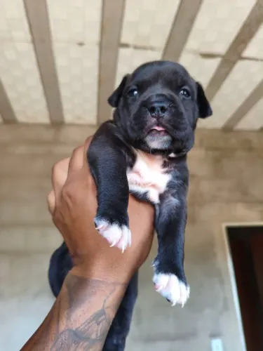Lindos filhotes de American bully