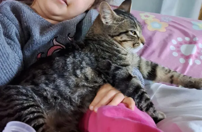 Gatinha para doação 