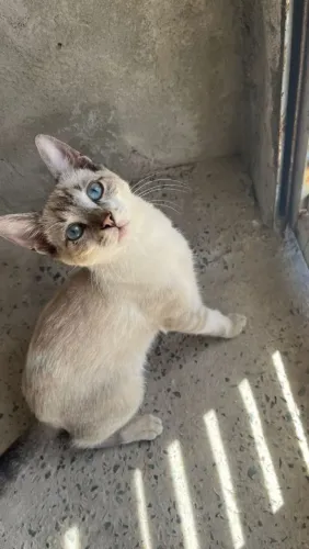 Gata filhote