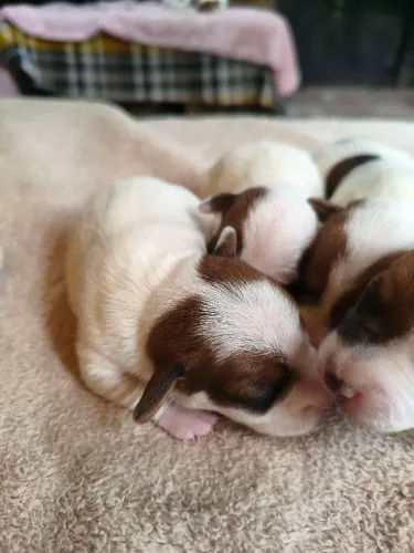 Filhotes Jack Russel Terrier