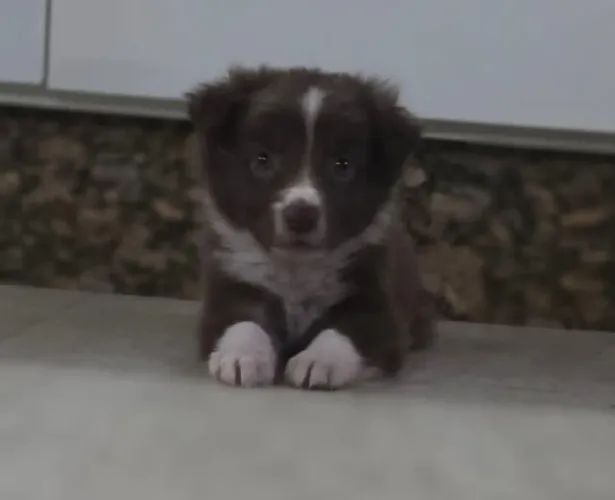 Border colie 5 meses