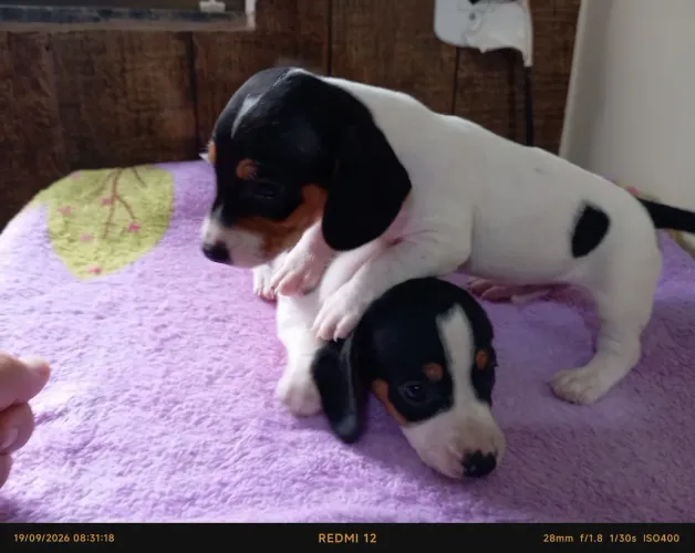 2 filhotes Dachshund (Salsicha) macho 