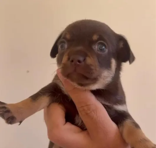 Chihuahua filhote