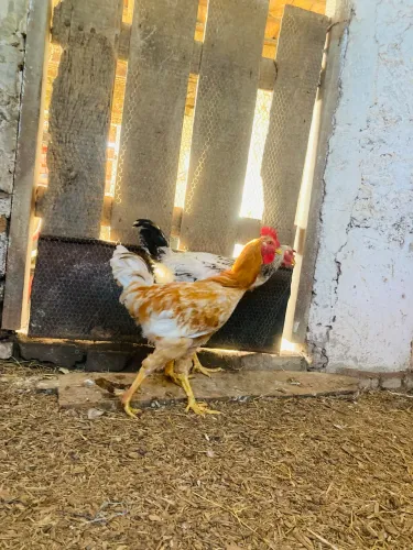 Frango GSB puro