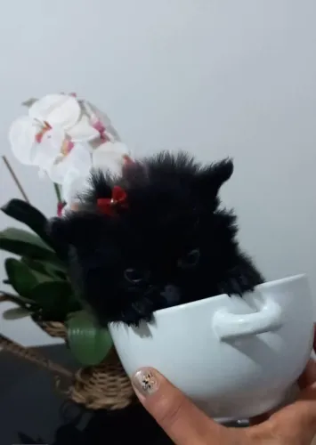 Spitz alemão anão 