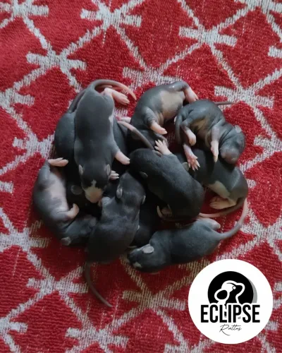Ratos Twister | Filhotes Selecionados | Pets