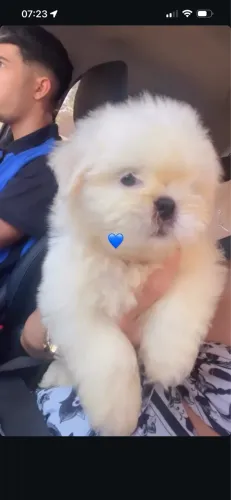 shih-tzu branco filhote