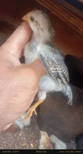 Pintinhos caipira 