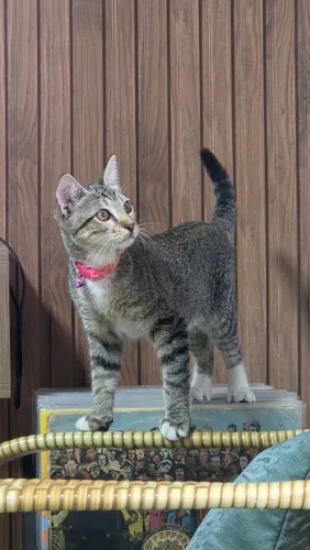 Gata 4 meses para adoção.