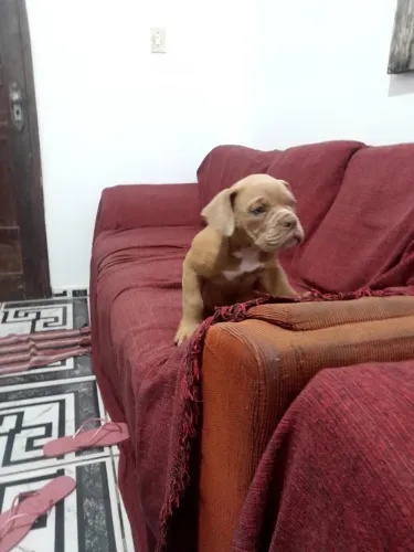 Femea american bully filhote