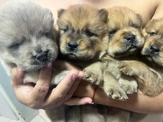 Chow chow