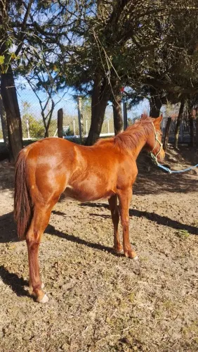 Vendo potro Quarto de Milha Registrado