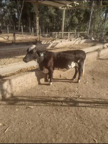 Mini vaca