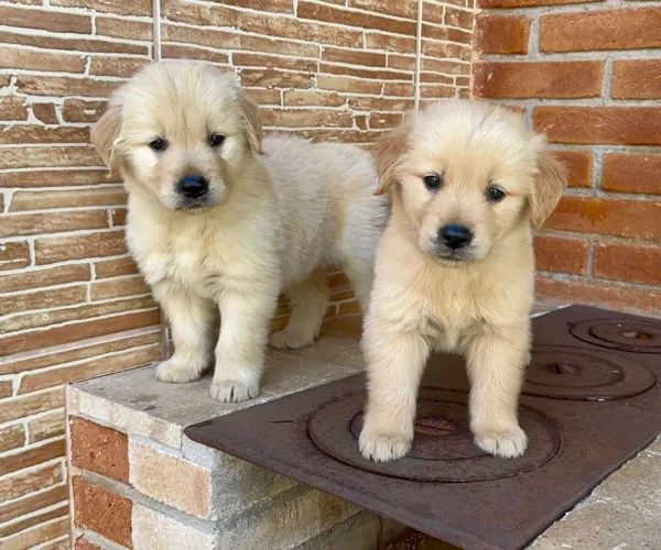 Golden Retriever-Filhotes Venda