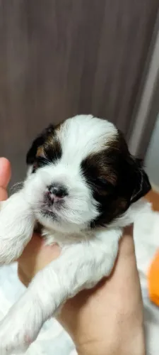 shih tzu FÊMEAS