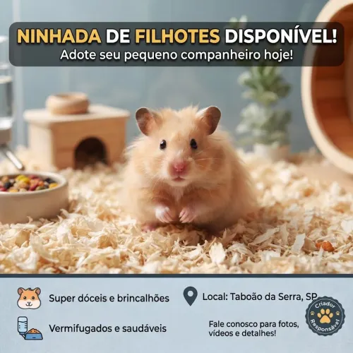Hamster sirio 