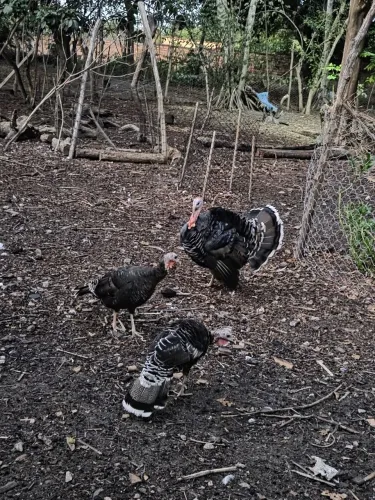 Vendo 3 Perus 750 reis 