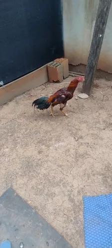 Galinhas