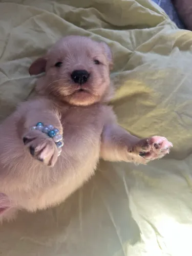 FILHOTES DE CACHORRO GOLDEN RETRIVIER