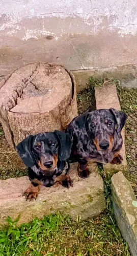 Dachshund Arlequim Prata