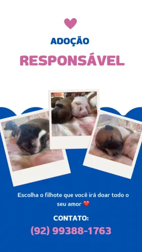 Doação de filhotes