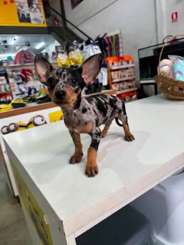 Animais de estimação