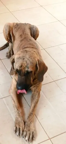 Oportunidade filhote de fila brasileiro em Itabuna contato *
