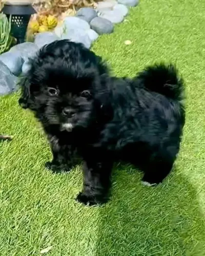 Filhotes de Shih Tzu | Cheios de encanto.