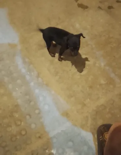 Cachorro pinscher fêmea