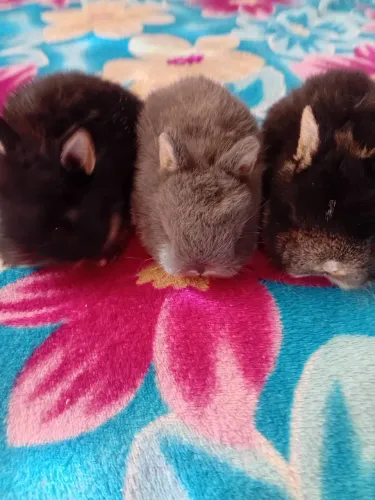 Netherland dwarf filhotes 
