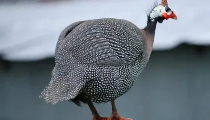 Galinha de Angola / Angolista /capote 