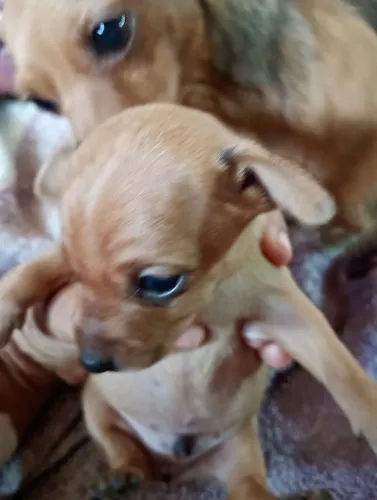 Cachorro Pincher macho