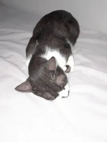 Doação de gato castrado